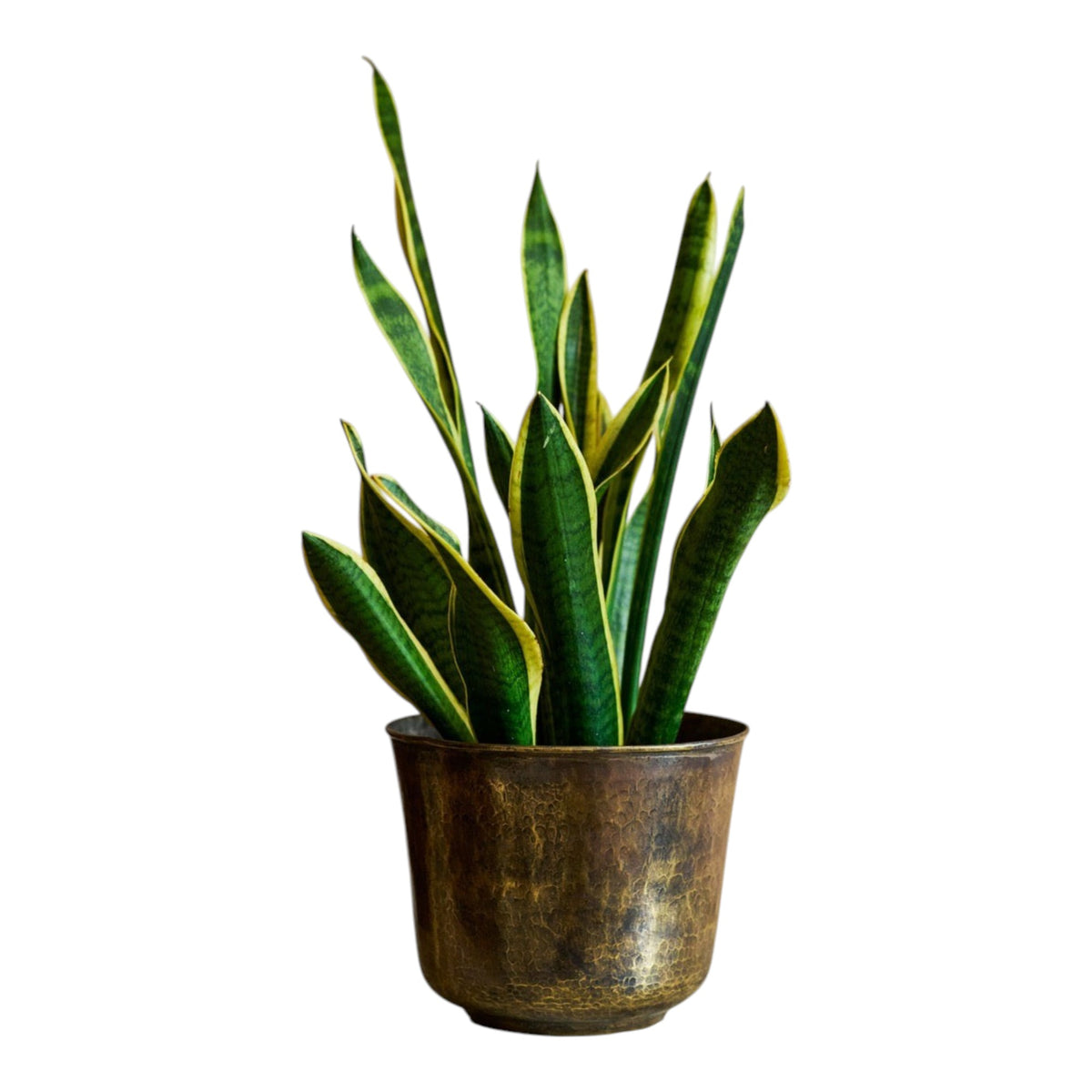 Golden Trumpet Brass Planter