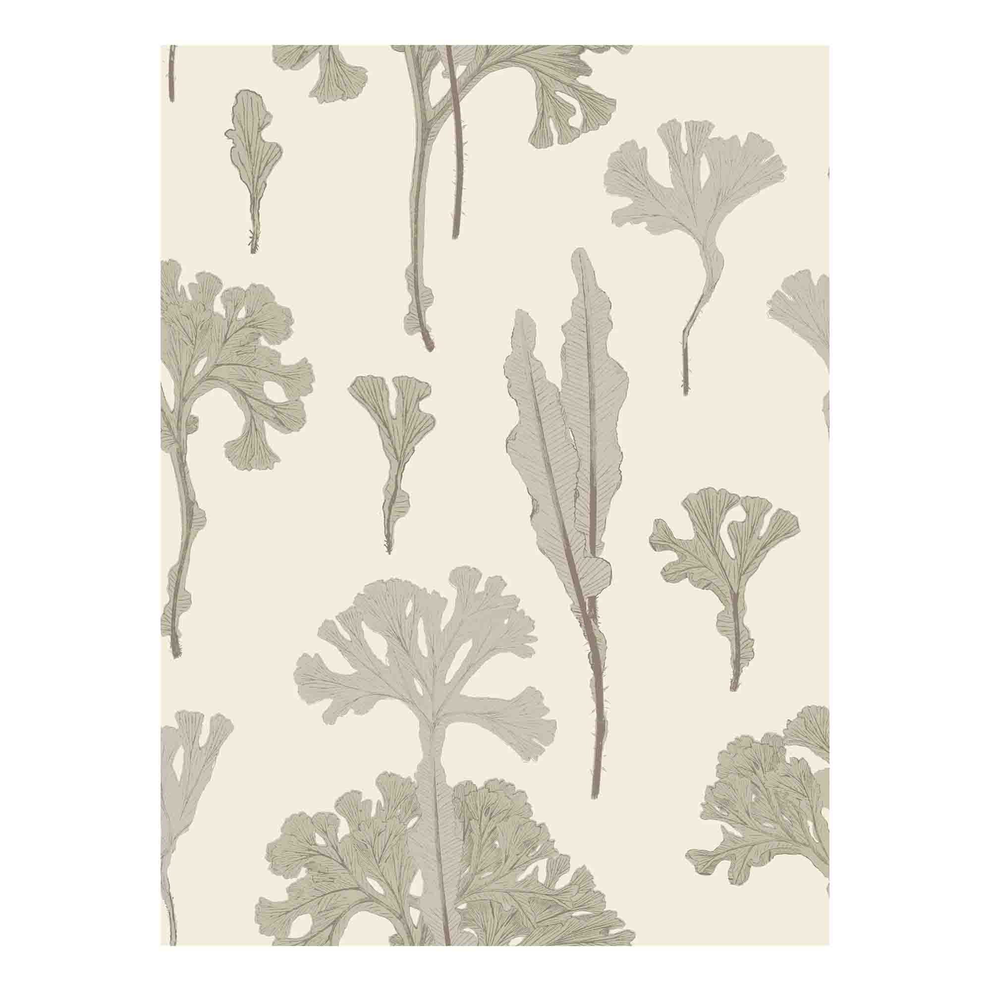 Sea Cabbage Wallpaper - ANTIQUE WHITE
