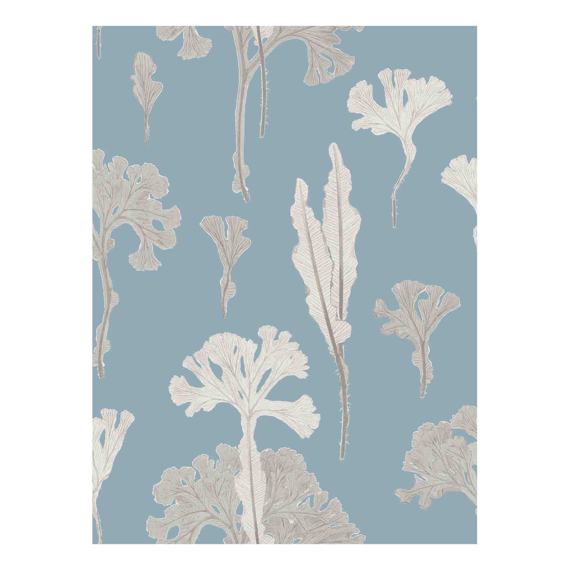 Sea Cabbage Wallpaper - OCEAN