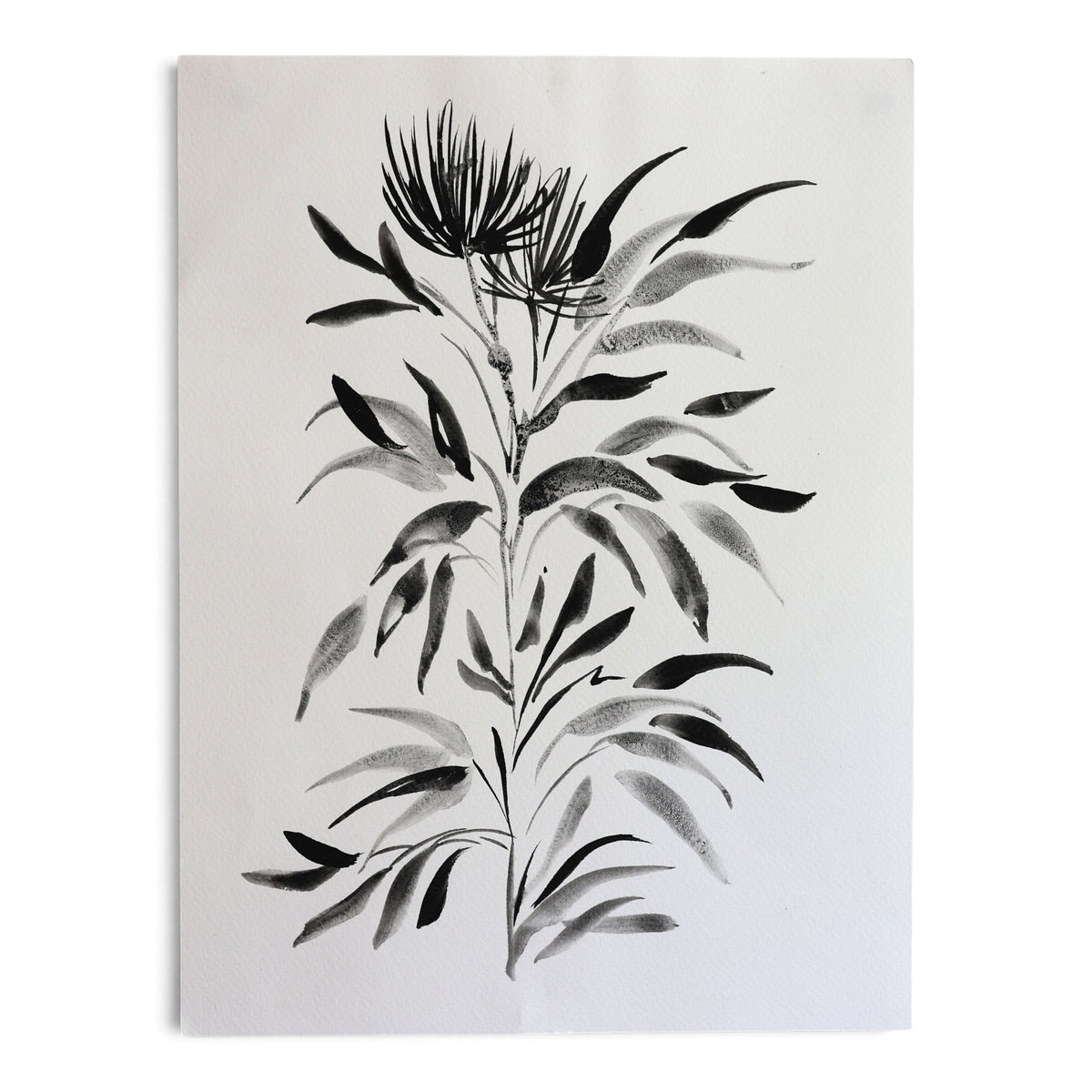 Black Botanical