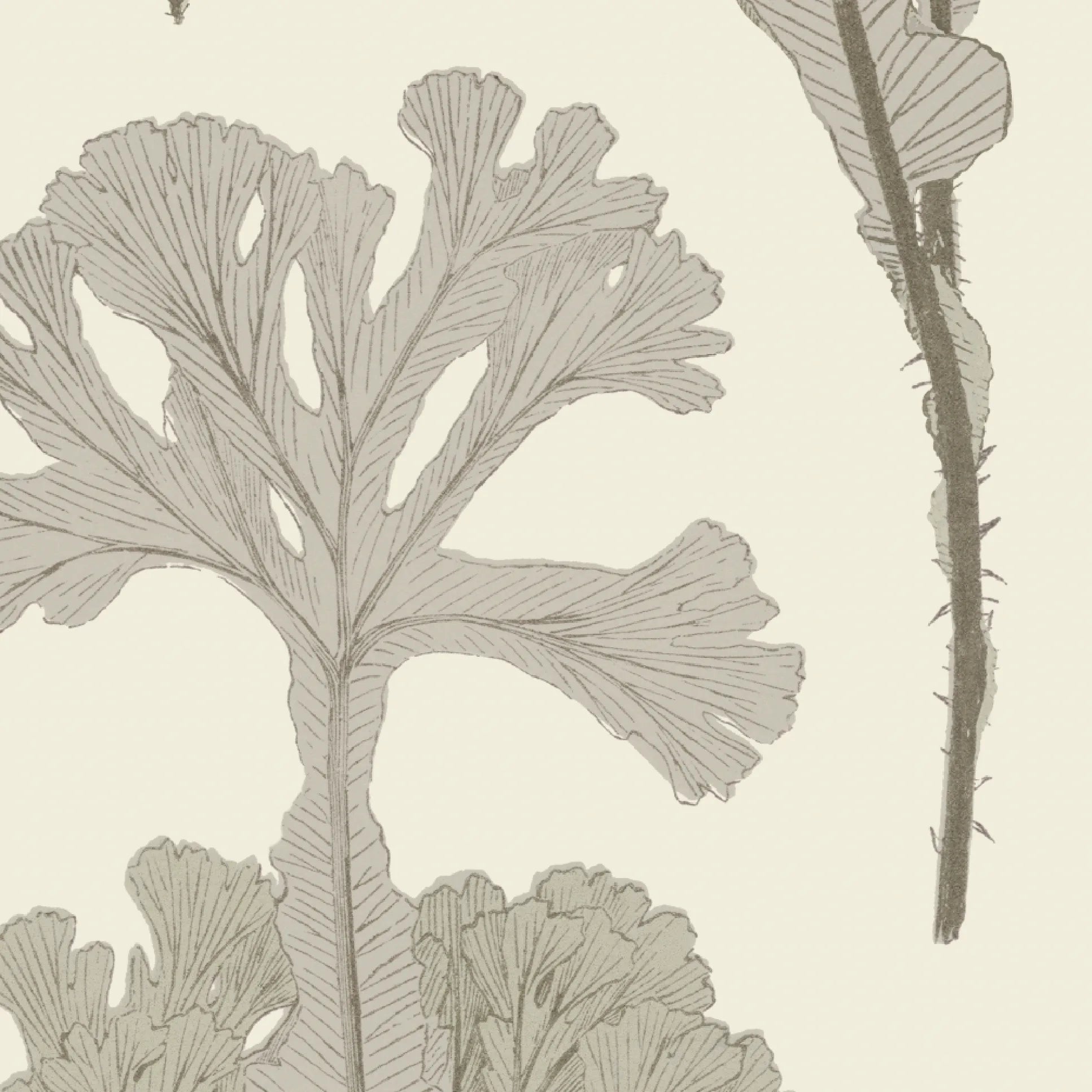 Sea Cabbage Fabric - Antique White