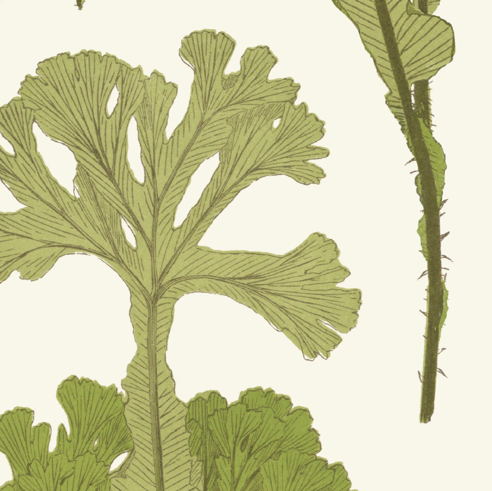 Sea Cabbage Fabric - Khaki