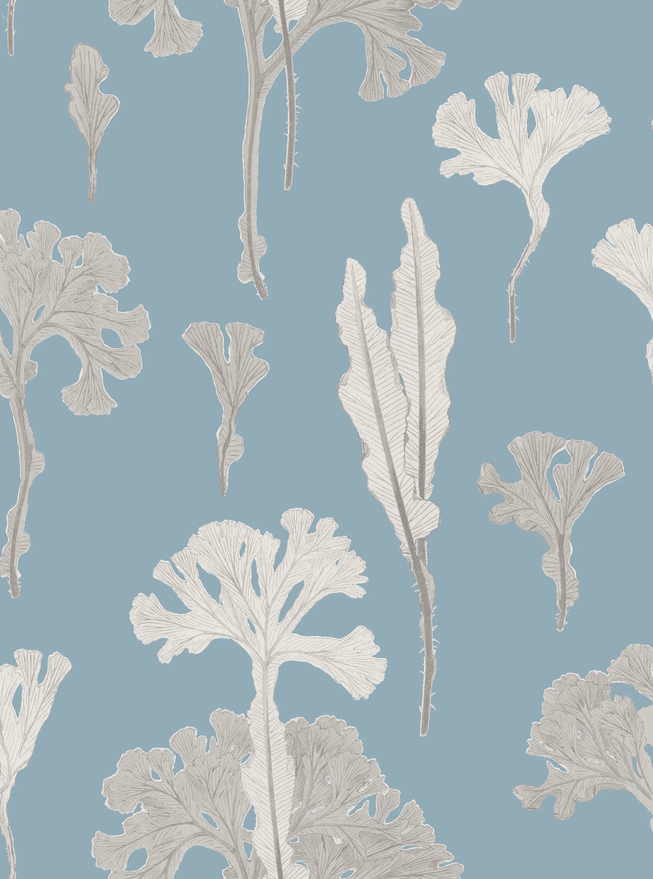 Sea Cabbage Wallpaper - OCEAN