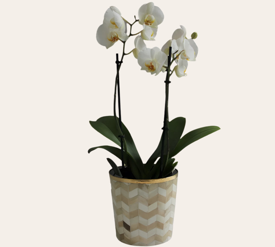 Round Inlay Planter | Medium | Beige | Chevron