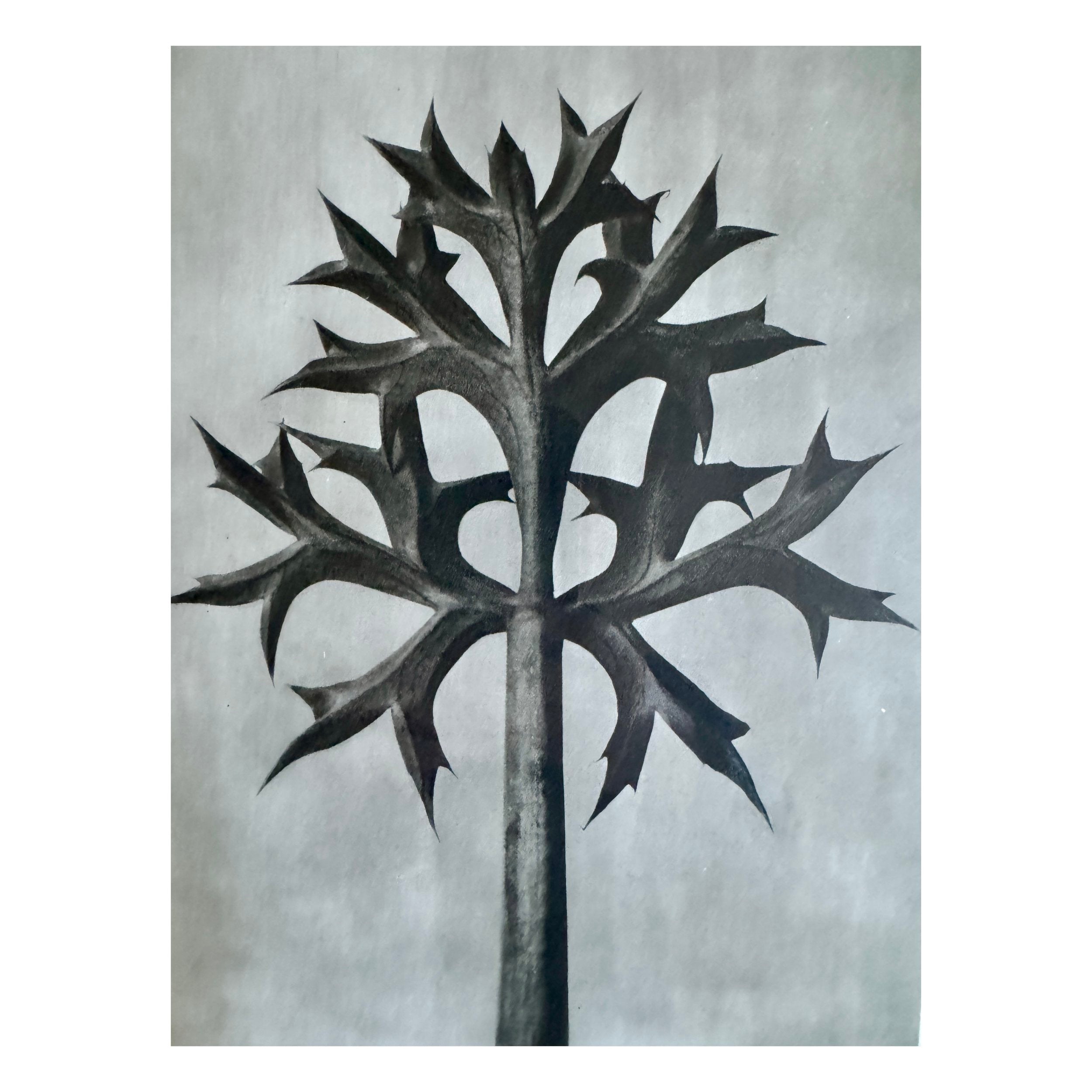 KARL BLOSSFELDT: ERYNGO