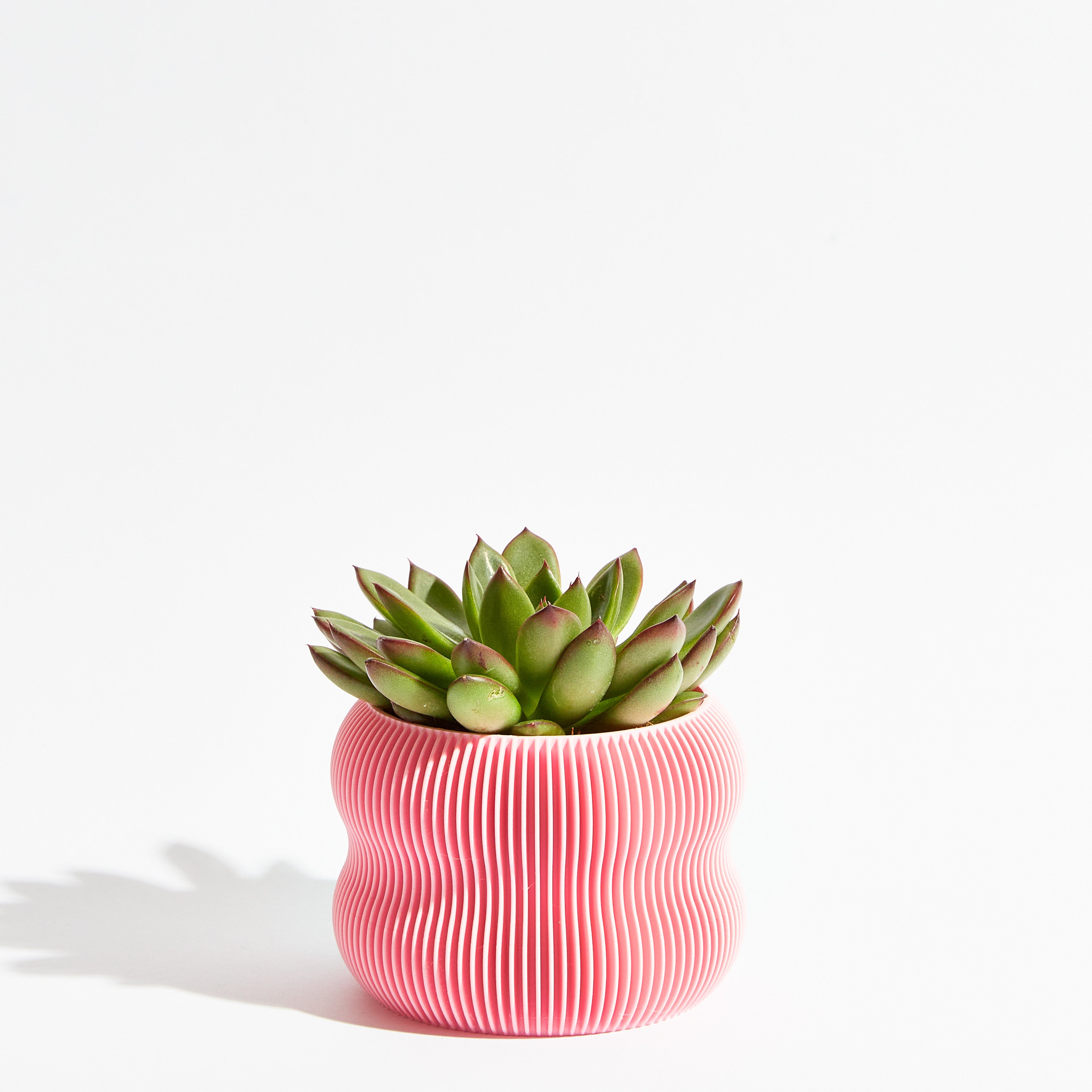 Bubble pot - Sakura pink