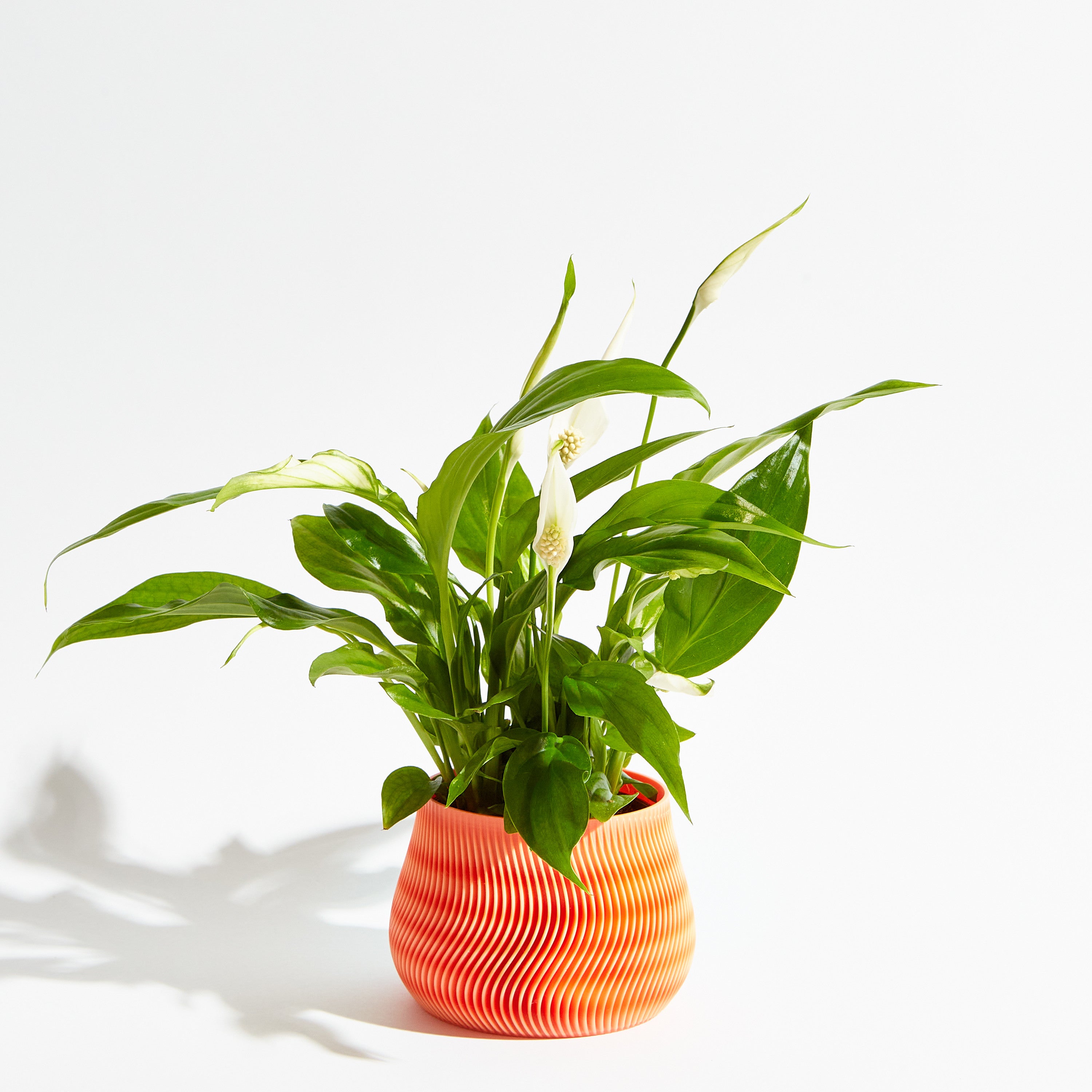 Groovy pot - Coral orange