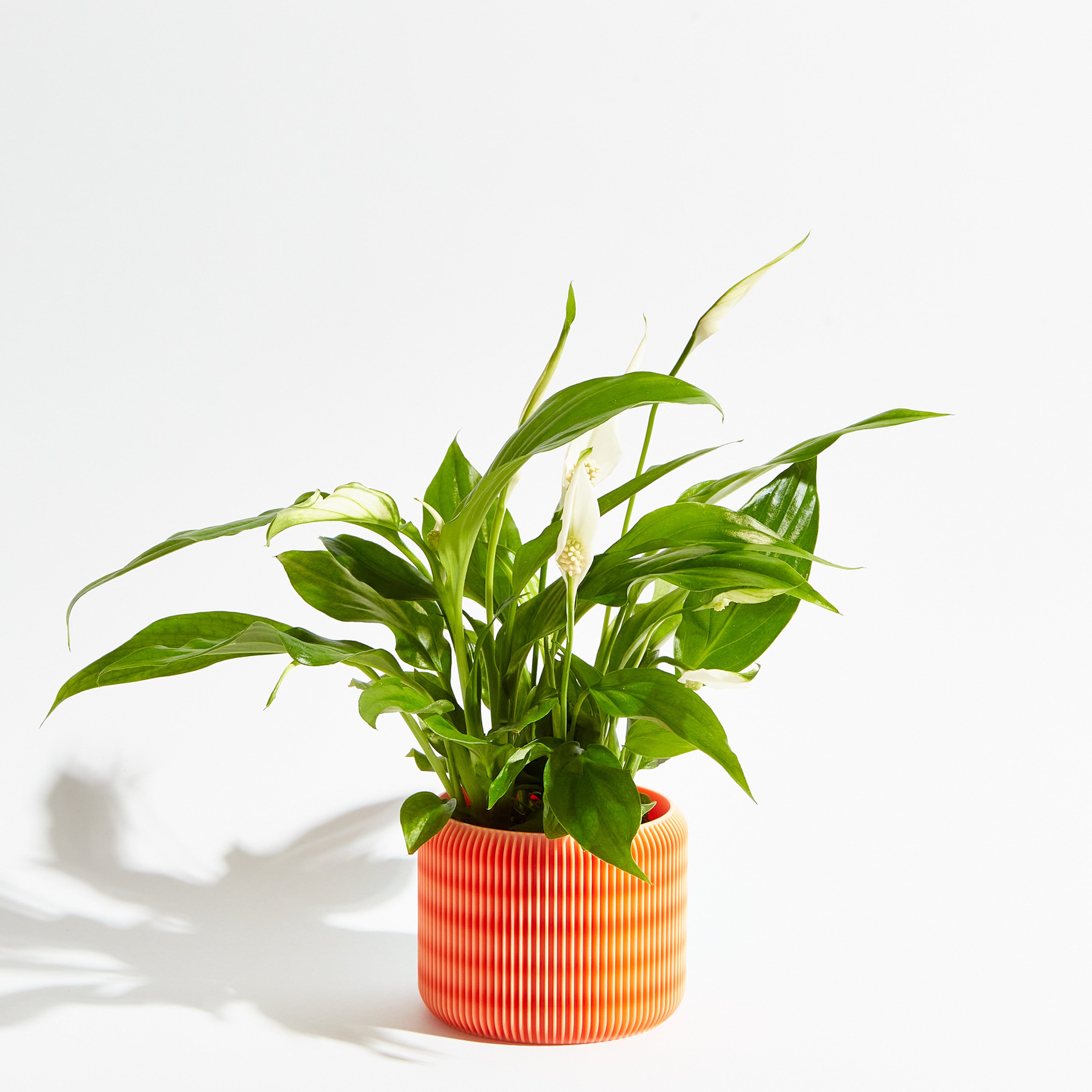 Turbin pot - Coral orange