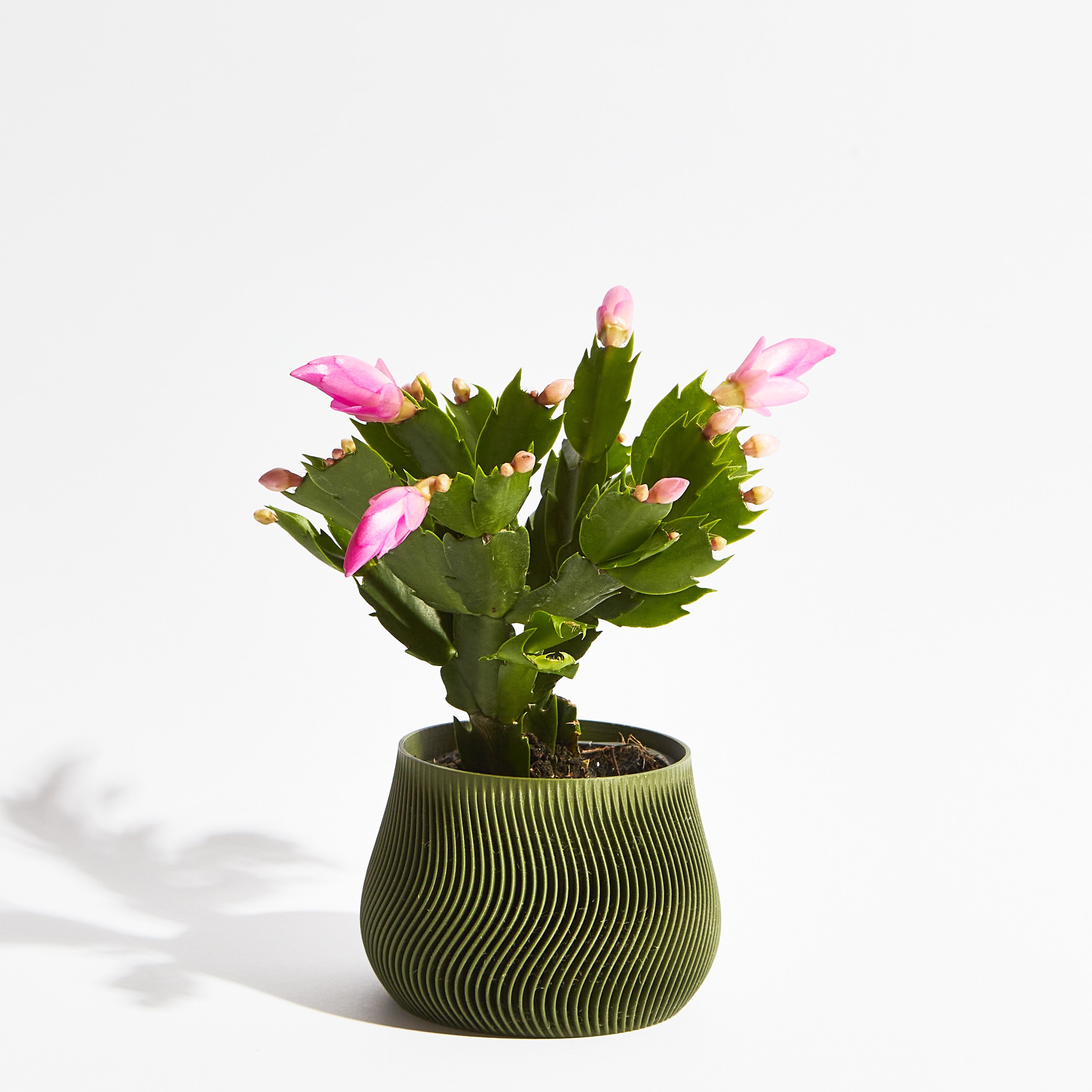 Groovy pot - Forest green