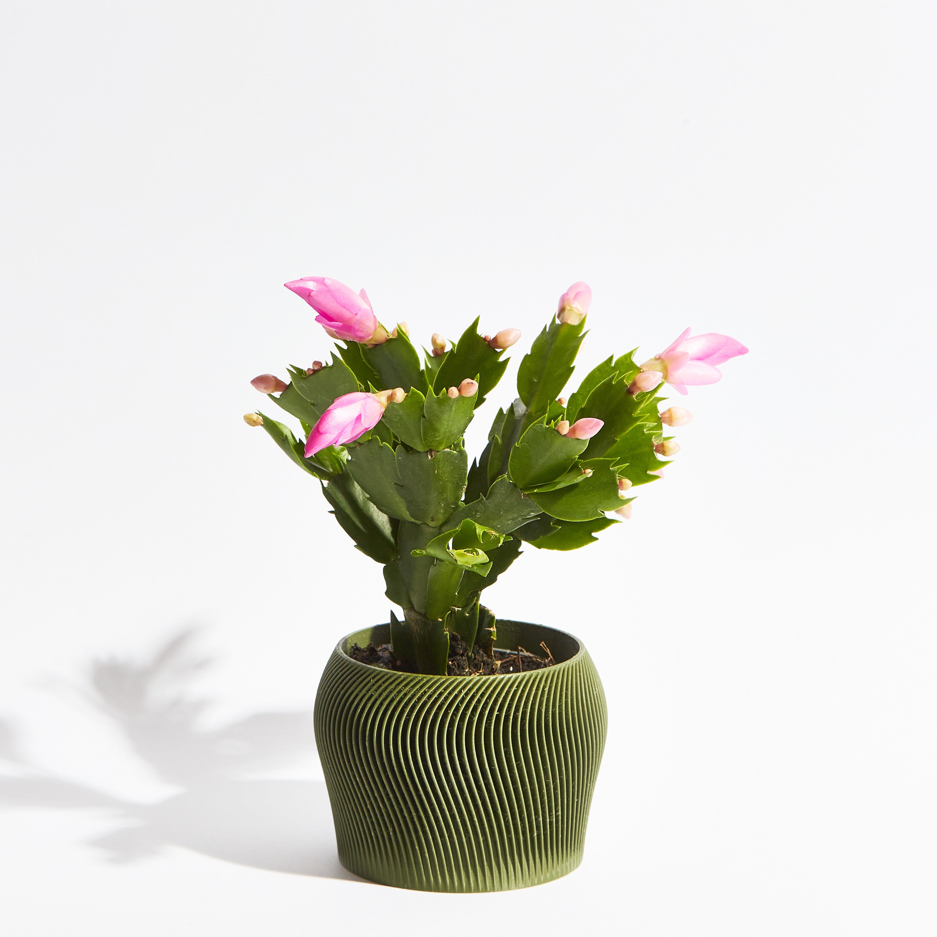 Orbital pot - Forest green