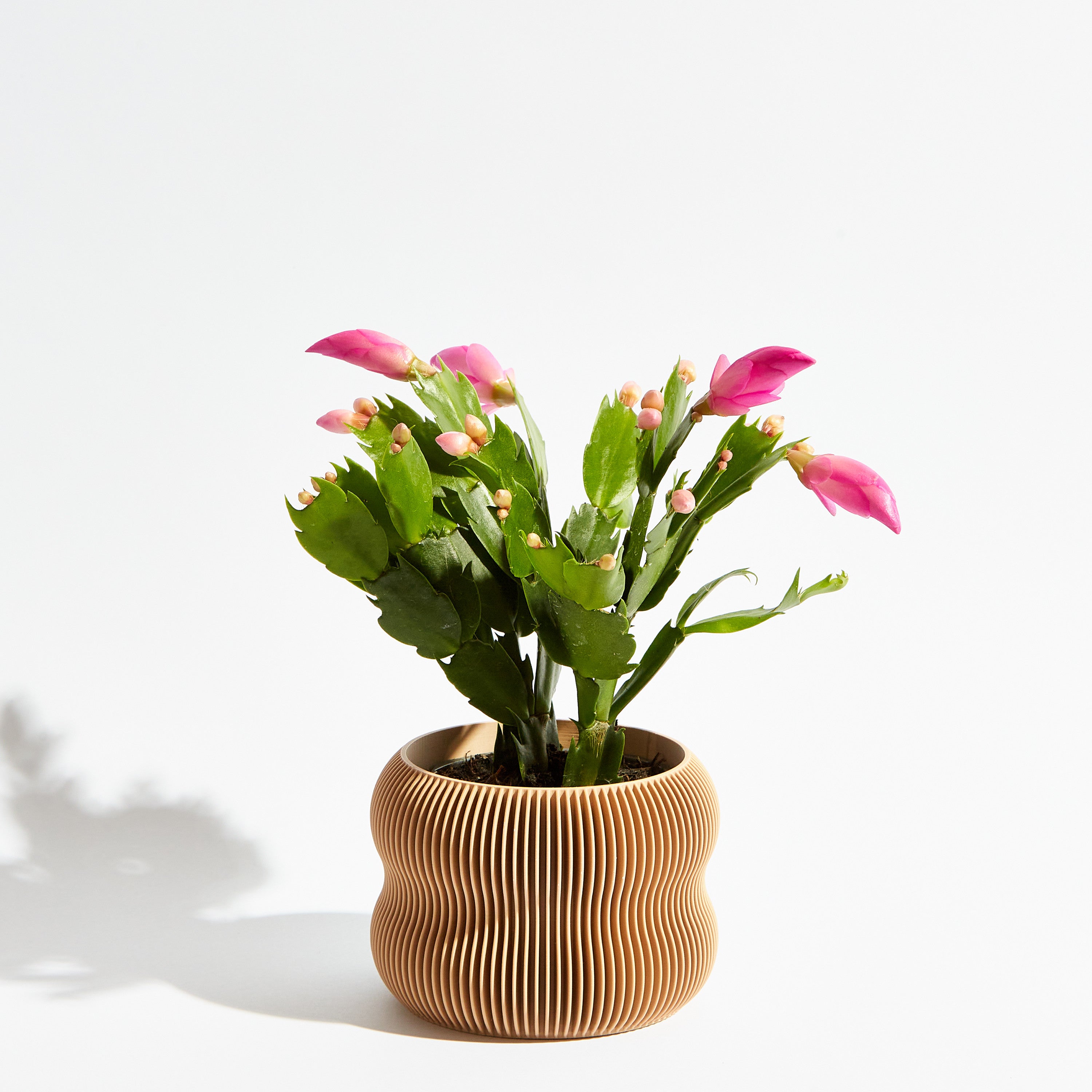 Bubble pot - Sand beige