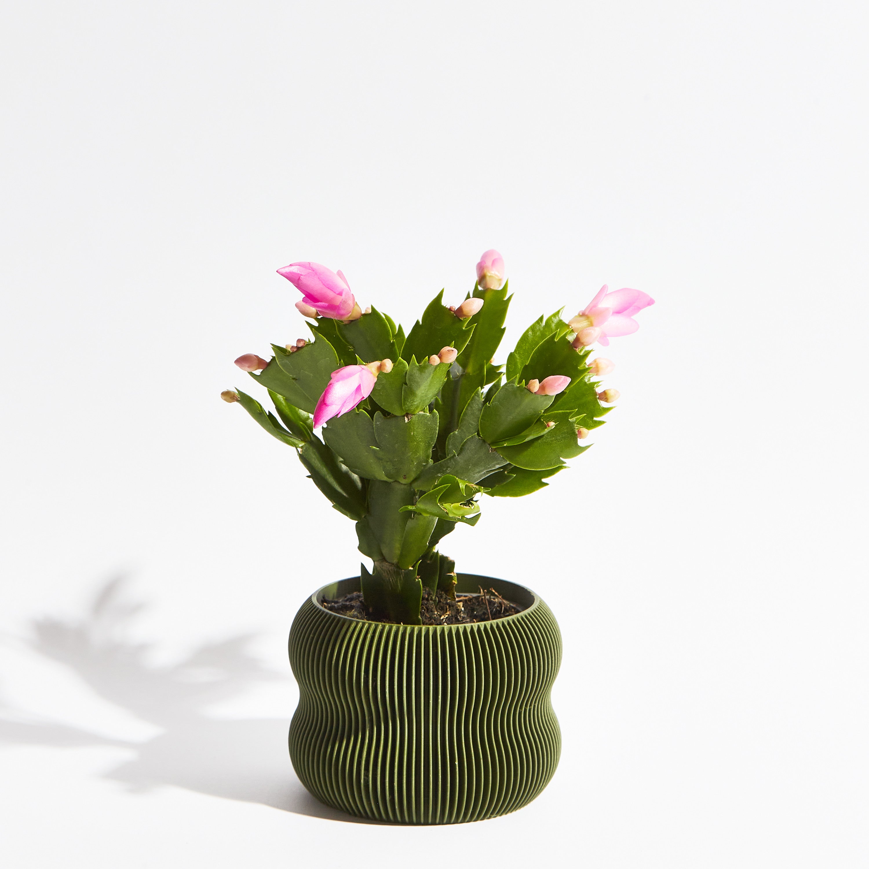 Bubble pot - Forest green