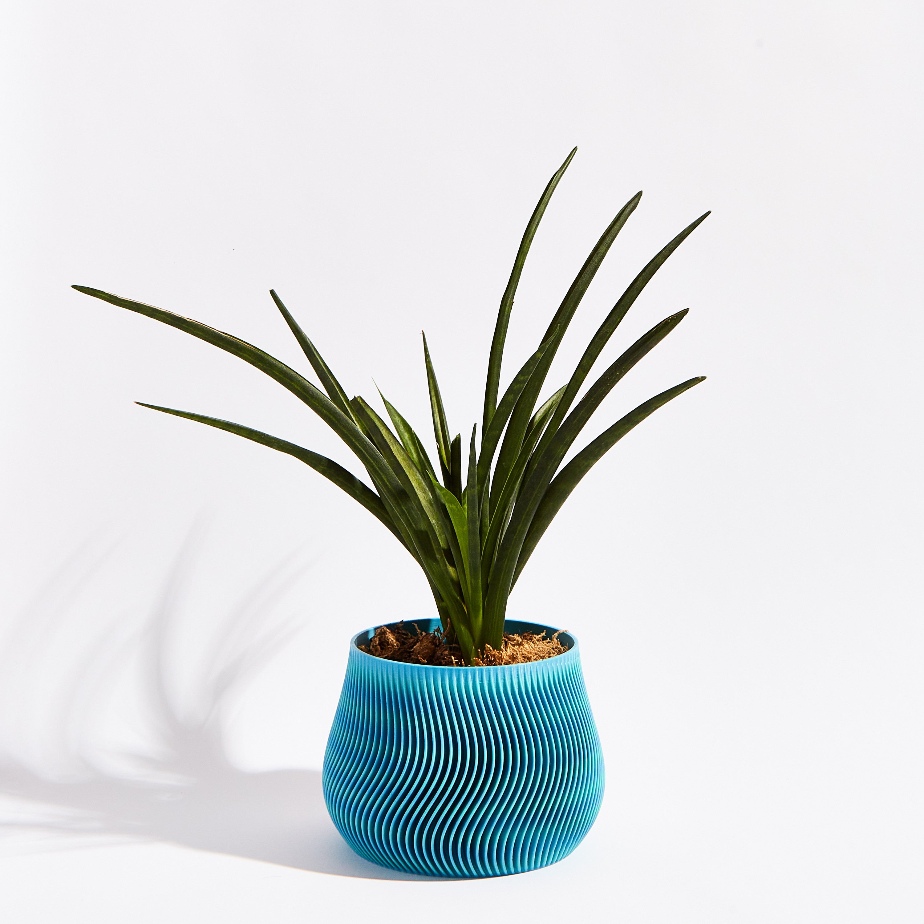 Groovy pot- Ocean blue