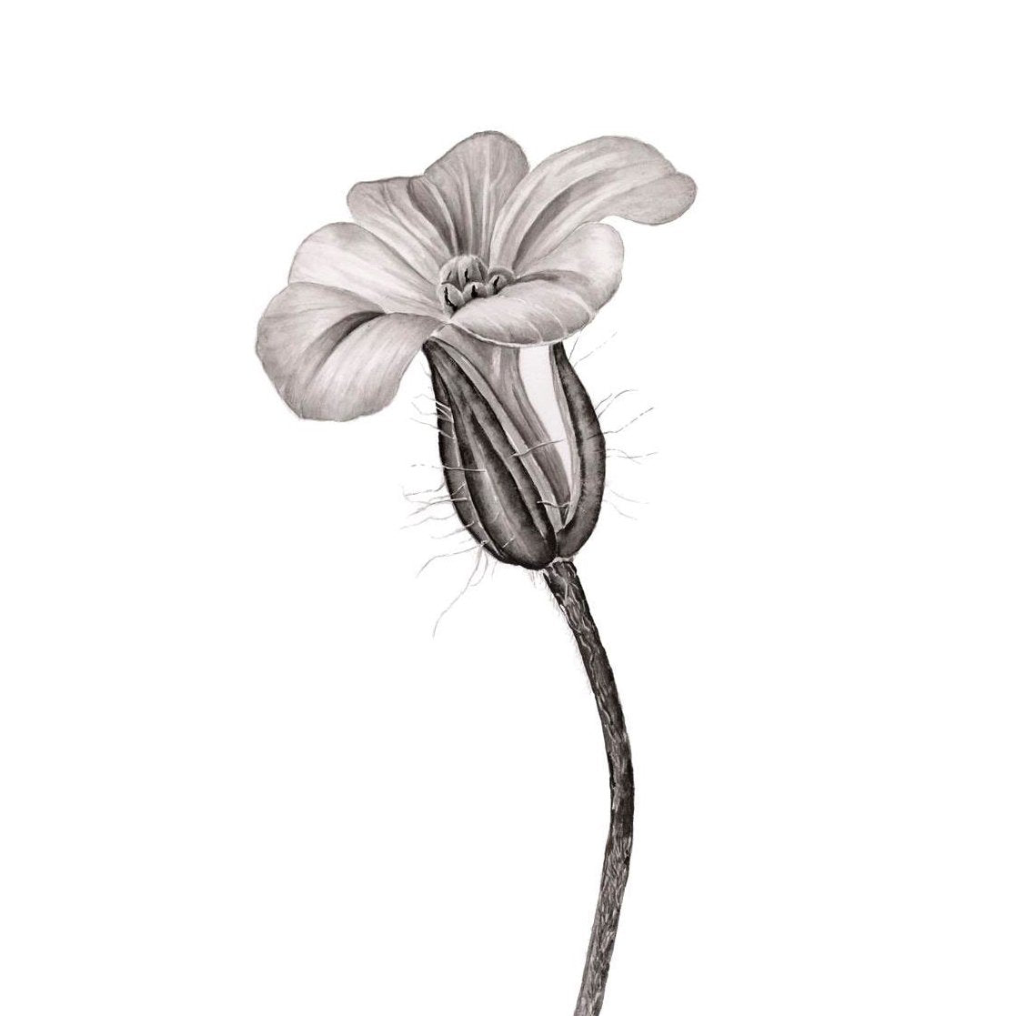 HERB ROBERT BOTANICAL IN INK