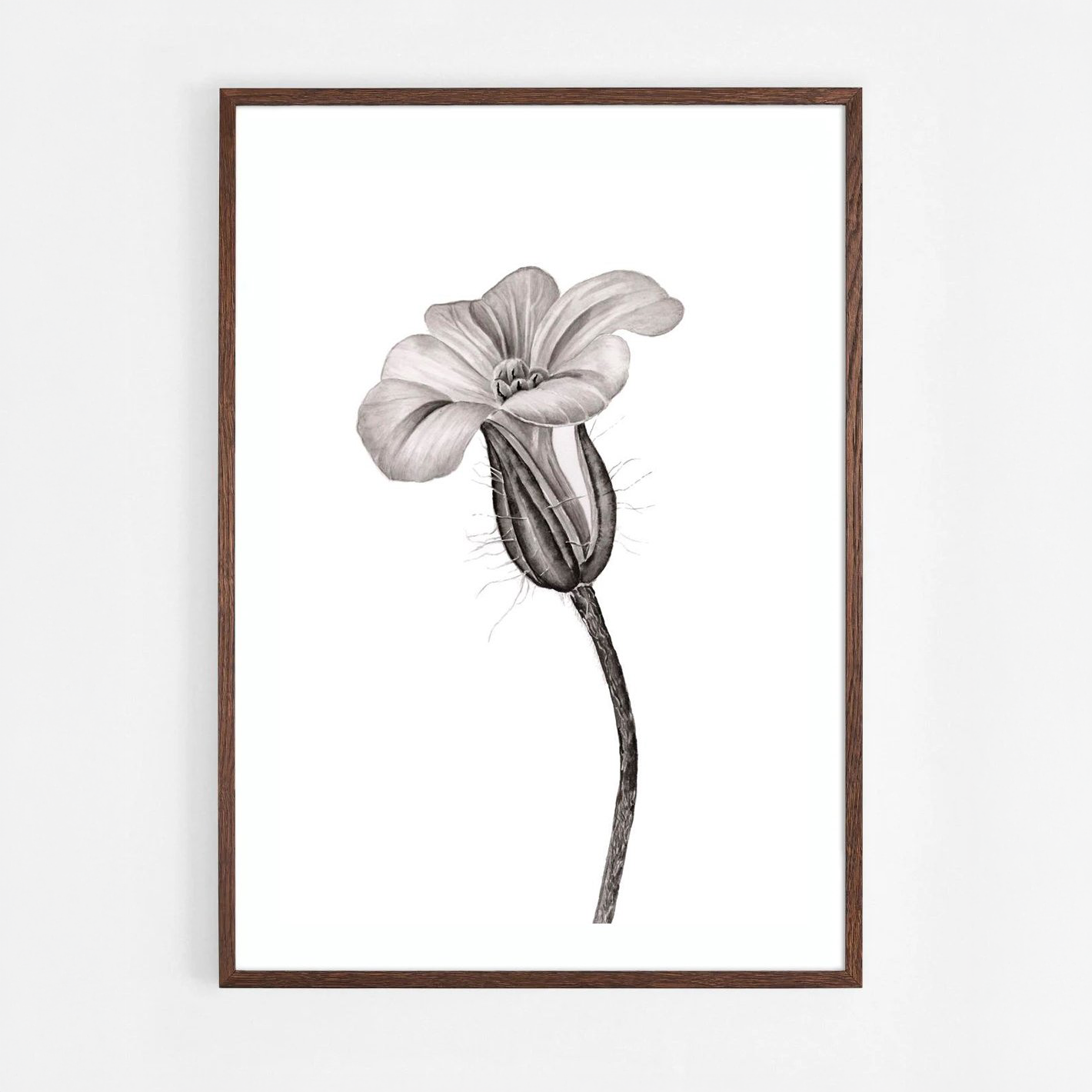 Herb Robert Botanical Ink Illustration