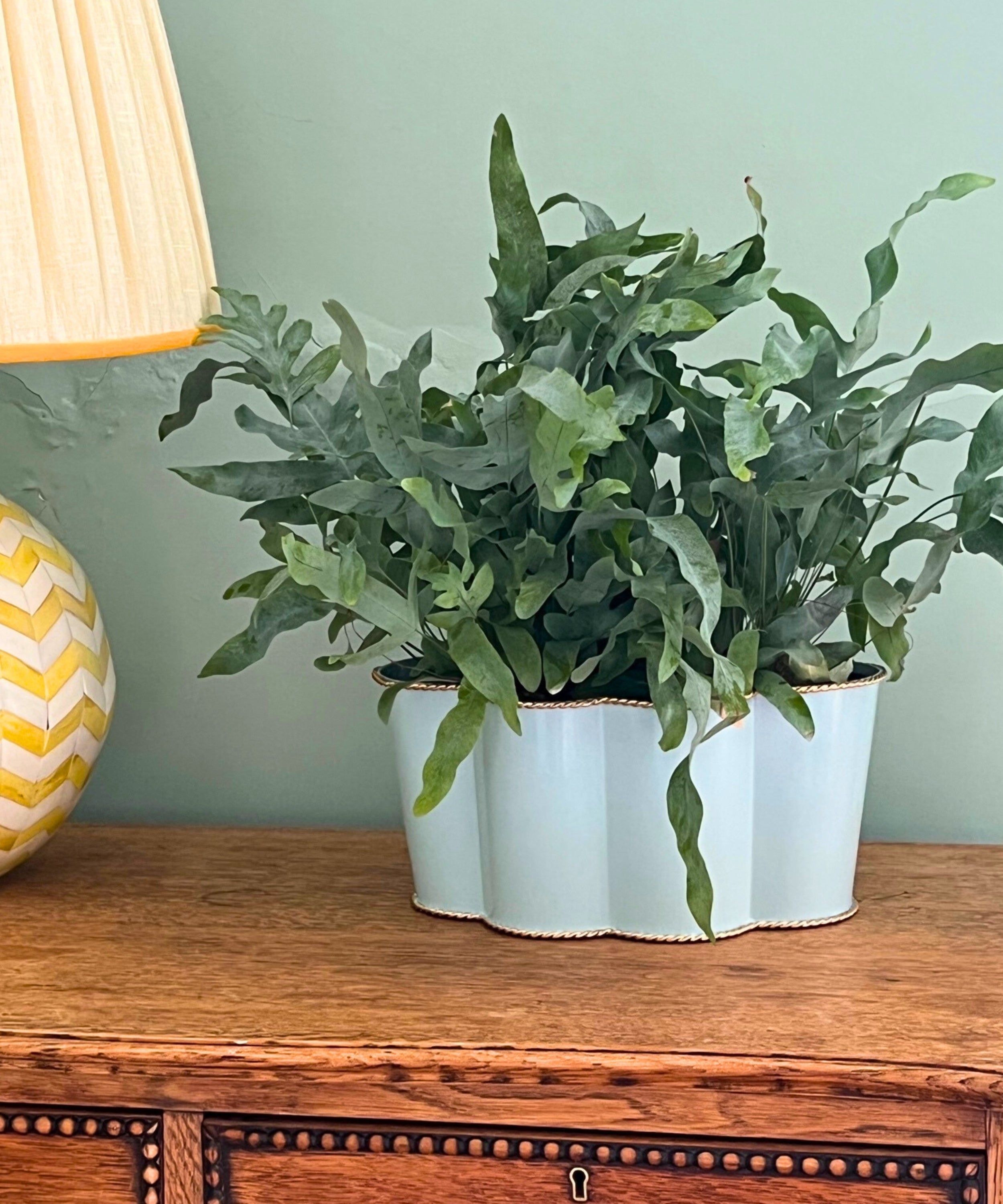 Rounded Scalloped Planter | Large | Powder Blue